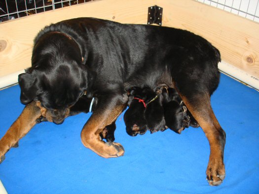 PUPS ROTTIE