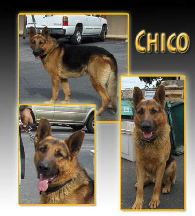 chico