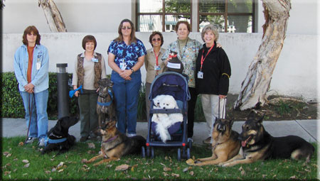 PVH pet therapy