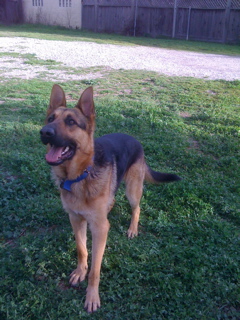Duke 3
