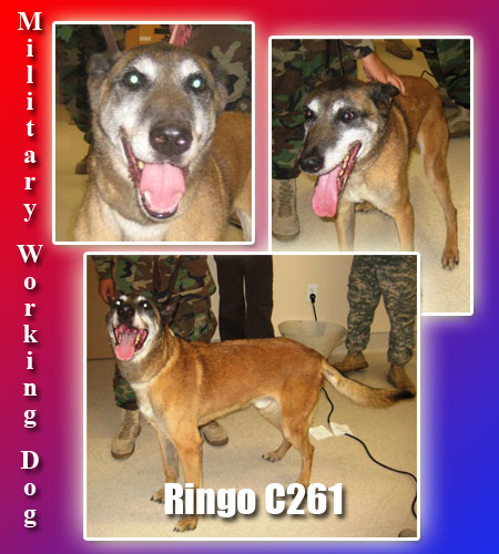 ringo htm